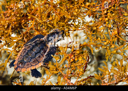 Unechte Karettschildkröte Jungtier Caretta Caretta Zuflucht unter Sargassum Unkraut Sargassum Natans Juno Beach Florida Stockfoto