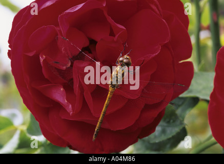 Libelle auf rote Rose Stockfoto