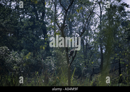 Lemaur Affe Stockfoto