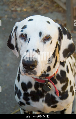 Porträt des Dalmatiner Stockfoto