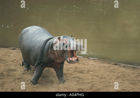 Wütend Hippo an den Ufern des Mara Flusses in Masai Mara National Reserve Kenia in Ostafrika Stockfoto