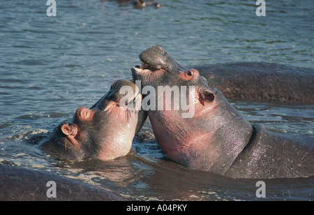 Zwei Hippo s spielen, kämpfen und ruht auf einander in einem Pool in der Ngorongoro Krater Tansania Ostafrika Stockfoto