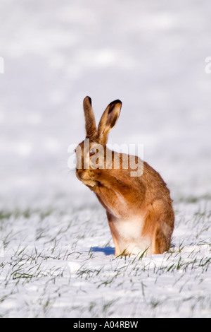 Feldhase Lepus Europaeus saß aufrecht im tief verschneiten Feld kratzen Schnurrhaare mit Vorderpfoten Therfield Cambridgeshire Pic pi Stockfoto