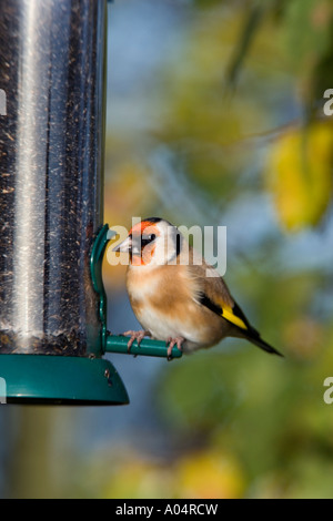 Stieglitz Zuchtjahr Zuchtjahr thront auf Niger Feeder mit herbstlichen Blättern und blauen Himmel Hintergrund Potton bedfordshire Stockfoto