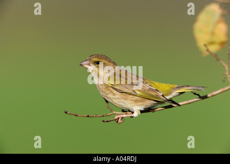 Grünfink Zuchtjahr Chloris thront auf Zweig suchen Warnung mit schönen entschärfen grünen Hintergrund Potton bedfordshire Stockfoto