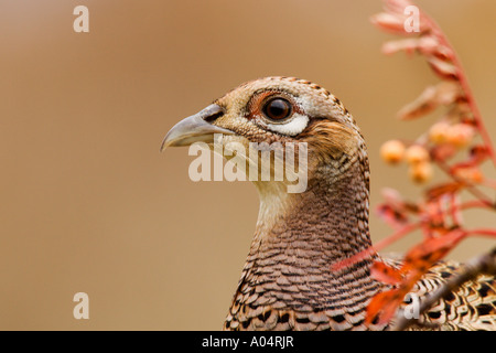 Henne Fasan Phasianus Colchicus Suche nur nette Warnung Kopf entschärfen Hintergrund Stockfoto