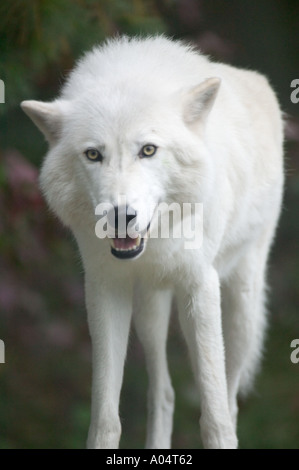 Einen arktischen Wolf an der International Wolf Center, Ely, Minnesota. Stockfoto