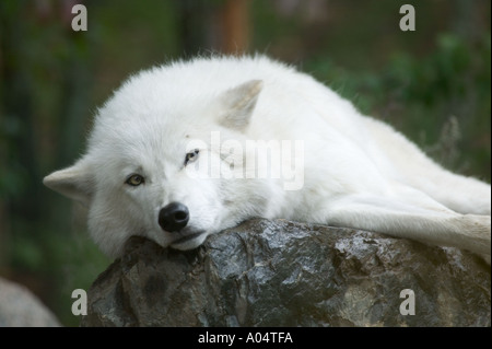 Eine arktische Wolf bei der International Wolf Center Ely MN Stockfoto