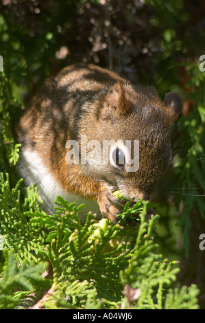 Eine Nahaufnahme auf Eichhörnchen auf einem Baum sitzend Quebec Kanada Stockfoto