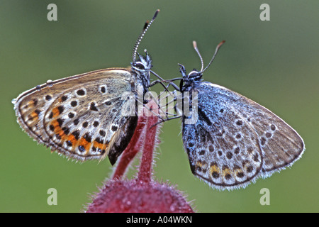 Silber besetzte blau (Plebejus Argus) links Und gemeinsame blau (Polyommatus Icarus) rechts auf Blume Stockfoto