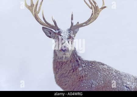Rothirsch (Cervus Elaphus). Hirsch im Schnee. Stockfoto