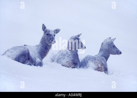 Rothirsch (Cervus Elaphus), ruhen Hirschkühe im Schnee. Stockfoto