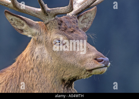 Rothirsch (Cervus Elaphus). Hirsch, Porträt Stockfoto