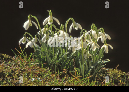 Gemeinsamen Schneeglöckchen (Galanthus Nivalis) Blüte Stockfoto