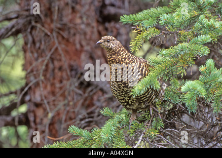 Fichte Grouse (Falcipennis Canadensis) weiblich thront am Ast eines Baumes Nadel- Stockfoto