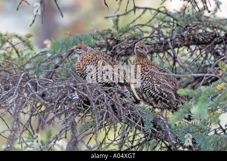 Zwei Weibchen Fichte Grouse (Falcipennis Canadensis) thront am Ast eines Baumes Nadel- Stockfoto
