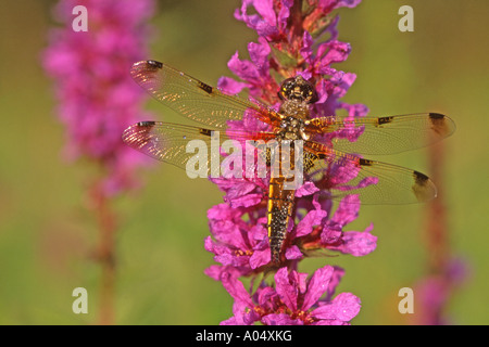 Vier-spotted Chaser (Libellula Quadrimaculata) auf Blume Stockfoto