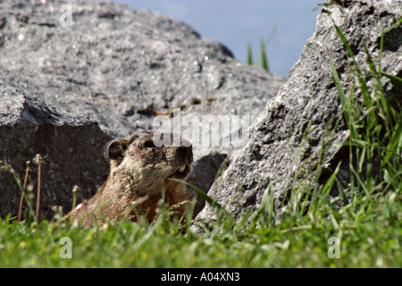 Murmeltier in der Nähe von Quebec Kanada Stockfoto