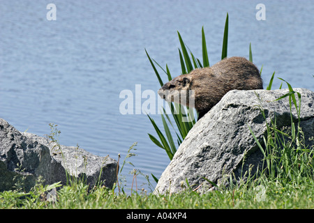 Murmeltier in der Nähe von Quebec Kanada Stockfoto