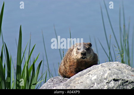 Murmeltier in der Nähe von Quebec Kanada Stockfoto