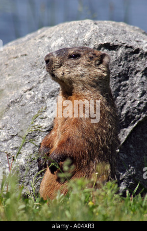 Murmeltier in der Nähe von Quebec Kanada Stockfoto