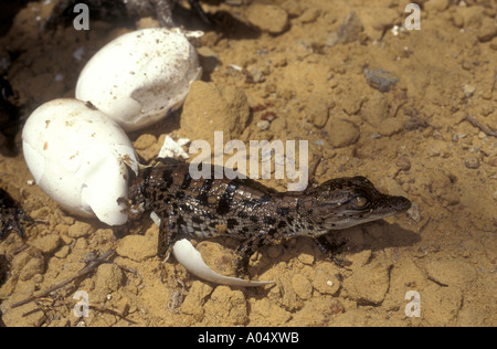 Baby-Krokodil, schlüpfen aus seinem Ei Simbabwe Afrika Stockfoto