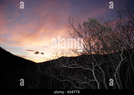 Bäume von Taschenlampe mit Sonnenuntergang im Hintergrund beleuchtet Stockfoto