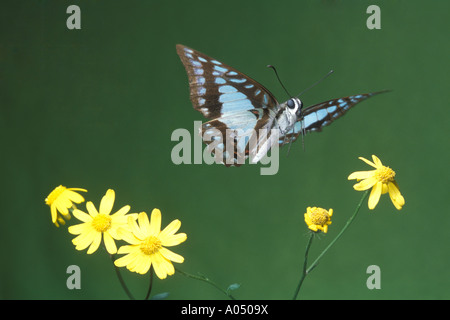 Blaues Dreieck Schmetterling im Flug Stockfoto