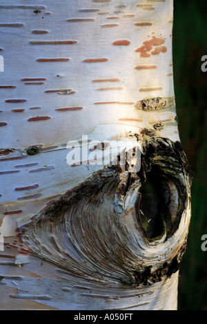 Betula Ermanii Birke Baumstamm Stockfoto