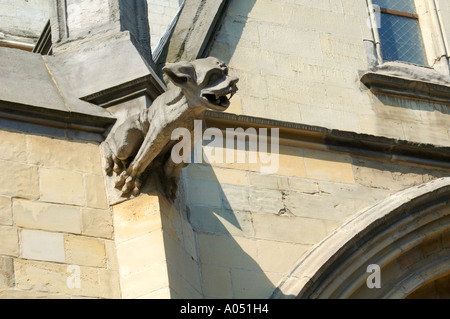 Gargoyle außerhalb St. Quintinus Kathedrale, Hasselt, Limberg, Belgien Stockfoto