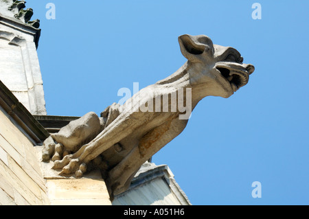 Gargoyle außerhalb St. Quintinus Kathedrale, Hasselt, Limberg, Belgien Stockfoto