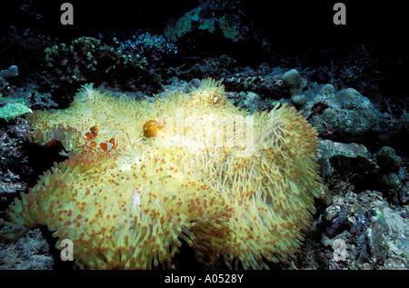 Gebleicht herrliche Seeanemone, Heteractis Magnifica, aufgrund von warmen Wasser von El Nino gebracht. Borneo Malaysia. Stockfoto