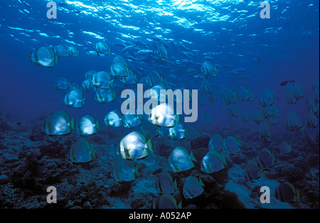 Fledermausfische Schule, Borneo Malaysia. Stockfoto