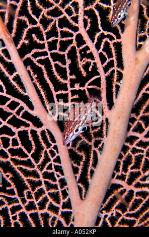 Juvenile Diana Lippfische, Bodianus Diana, bergende um weiche Korallen Sulawesi in Indonesien. Stockfoto