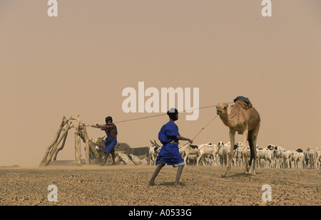 Tuareg-Händler ziehen Wasser aus einem Brunnen, großen Sahara Mali, Afrika. Stockfoto