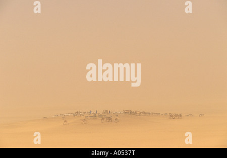 Salz Karawane Reisen in einem Sandsturm, große Sahara Mali, Afrika. Stockfoto