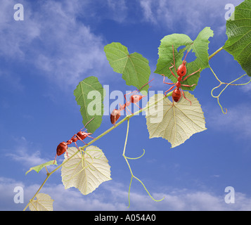 Ameisen bei der Arbeit Stockfoto