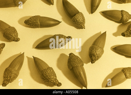 Eicheln Eiche Sepia getönten hautnah Stockfoto