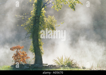 Wie Sonnenstrahlen erwärmen die Luft, die einen frühen Morgennebel aus einem Teich von Slippery Elm und Sassafras Bäumen in steigt fallen Sie, in Missouri Stockfoto