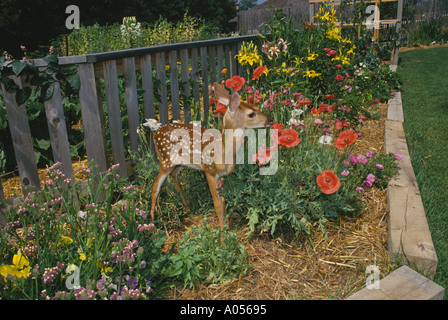 Whitetail Rehkitz stehend in Garten essen eine Mohn Blume neben Zaun, Missouri, USA Stockfoto