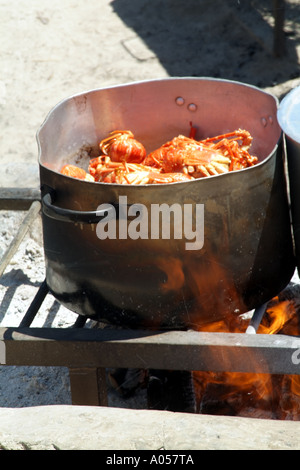 Langusten gekocht wird in einem großen Topf über einem offenen Feuer Südafrika RSA Stockfoto