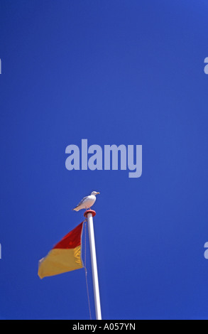Möwe, thront auf einem Strand Sicherheit Fahnenmast Stockfoto