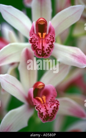 Arty Schuss von Cymbidium "Banff" Stockfoto