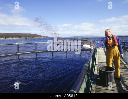 dh Rysa Lachsfarm ORKNEY LACHS Großbritannien Schottland Lachsfisch Käfige Scapa Flow Fütterung Fisch Bio uk Farming Person Stockfoto
