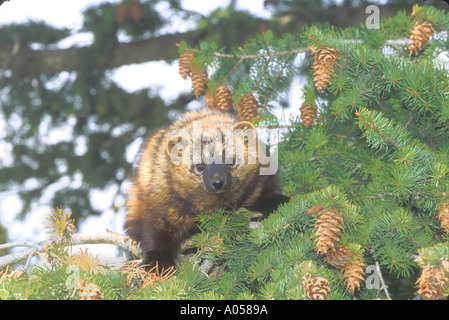 MF2-65 FISHER IM BAUM Stockfoto