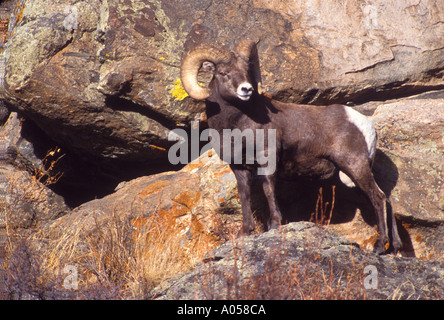 MS-183 BIGHORN SCHAFE IN DER NÄHE VON FELSEN Stockfoto