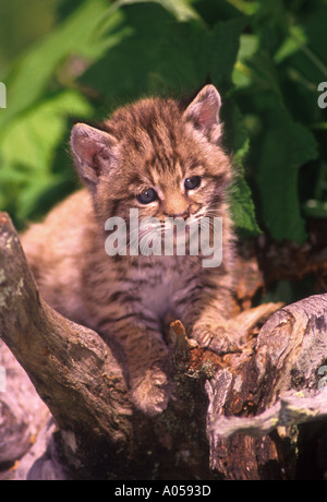 MB4-5 BOBCAT KÄTZCHEN AUF BAUMSTAMM Stockfoto