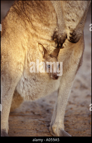 Babykänguru in Mütter Beutel, Australien Stockfoto