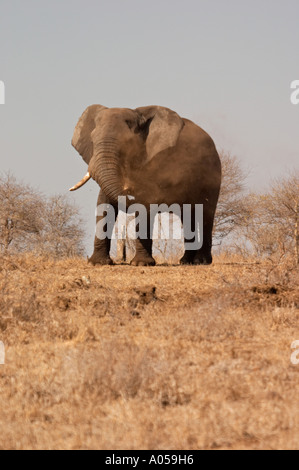 Männliche Elefanten weht Staub über den Rücken Stockfoto