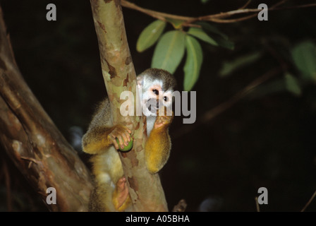 JUVENILE TOTENKOPFAFFEN Saimiri Oerstedii Verzehr von Obst in Manuel Antonio Quepos Puntarenas Costa Rica Stockfoto